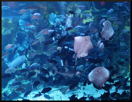 Płaszczki, nurkowanie i Aquarium of Dubai