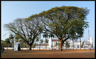 Old Goa - widok na katedre