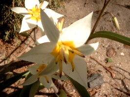 Tulipan Botaniczny