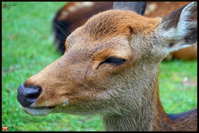 Japonia_20180908_140143.jpeg