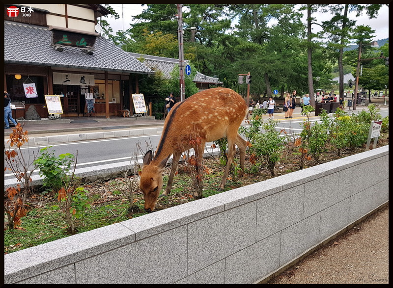 Japonia_20180908_143703.jpeg