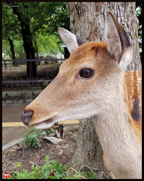 Japonia_20180908_143848.jpeg