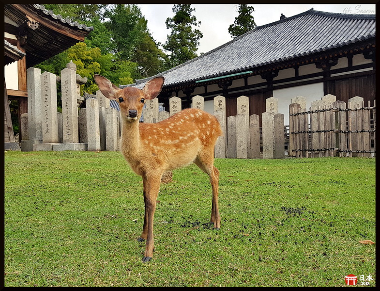 Japonia_20180908_170614.jpeg