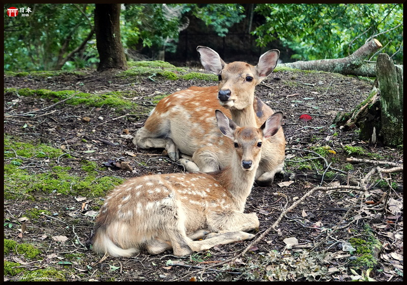 Japonia_20180908_172152.jpeg