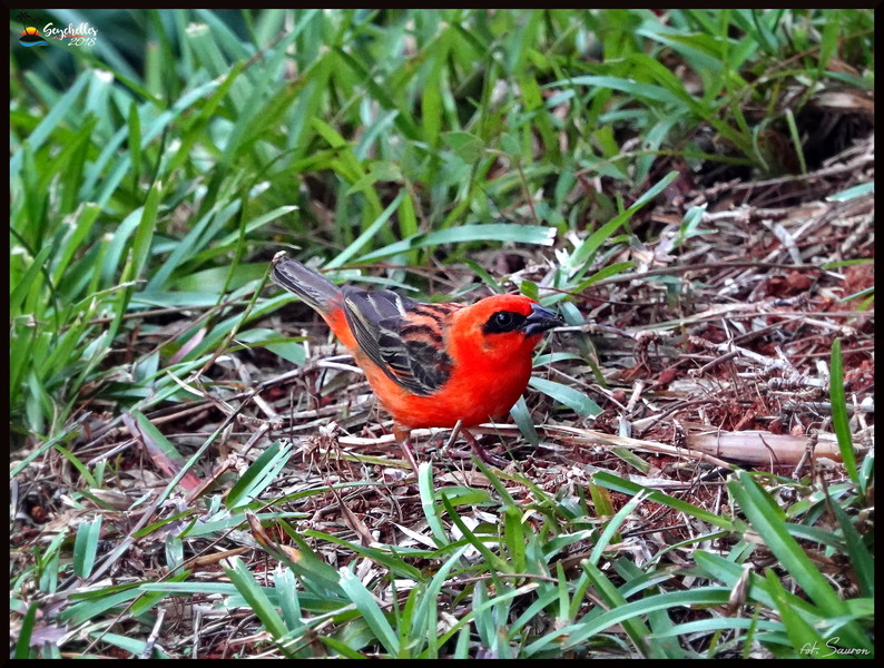 Seychelles_20181105_180200.jpeg