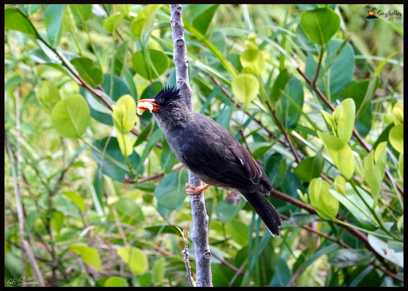 Seychelles_20181106_070844.jpeg