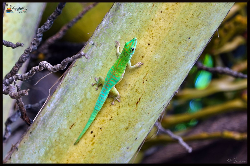 Seychelles_20181106_112507.jpeg