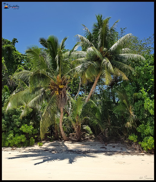 Seychelles_20181106_121624.jpeg