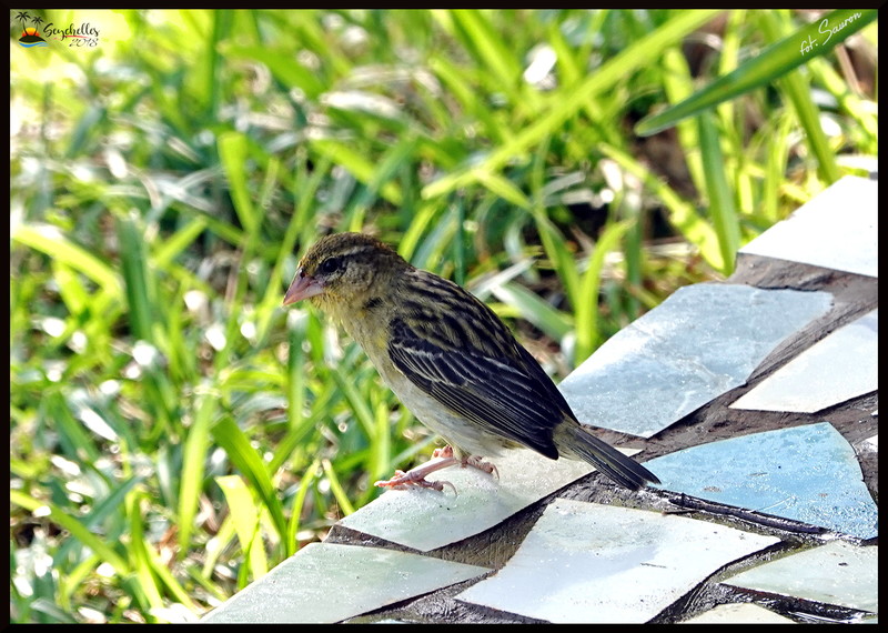 Seychelles_20181107_082428.jpeg