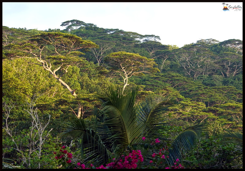 Seychelles_20181108_172340.jpeg