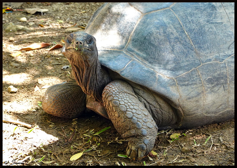 Seychelles_20181109_105810.jpeg